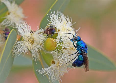 cuckoo wasp western australia
